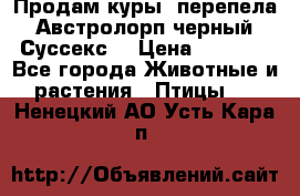 Продам куры, перепела. Австролорп черный. Суссекс. › Цена ­ 1 500 - Все города Животные и растения » Птицы   . Ненецкий АО,Усть-Кара п.